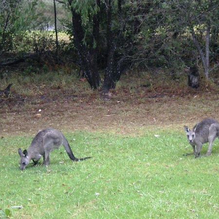 Wombatalla Kangaroo Valley Dış mekan fotoğraf