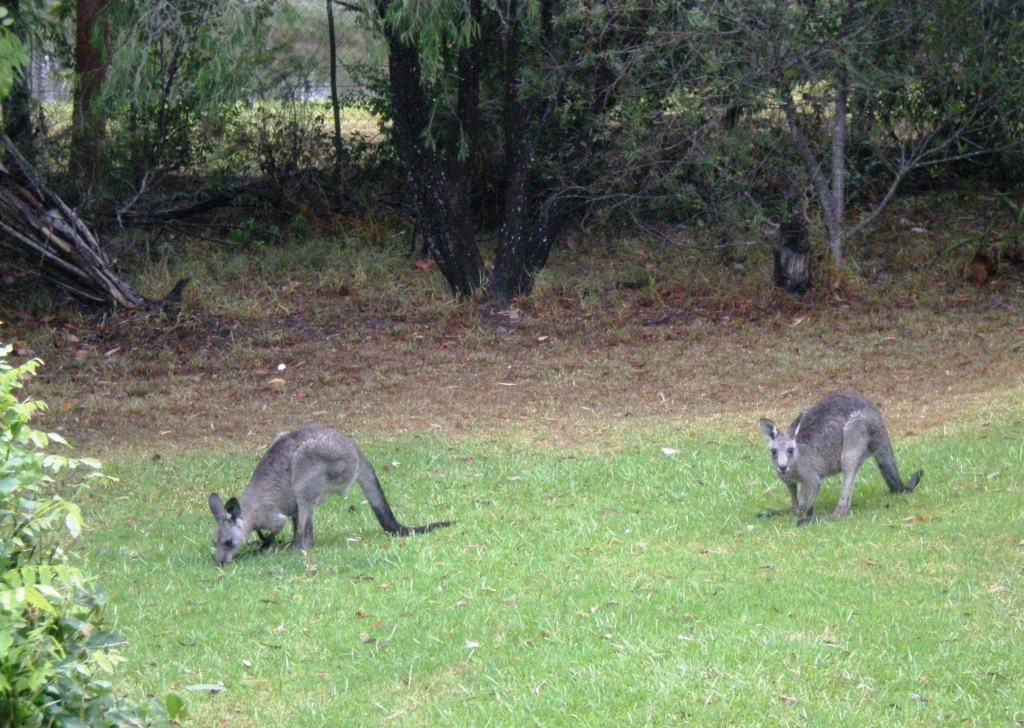 Wombatalla Kangaroo Valley Dış mekan fotoğraf